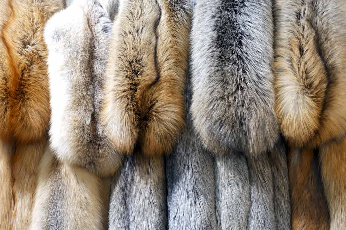 Почему мех все еще востребован Почему мех все еще востребован